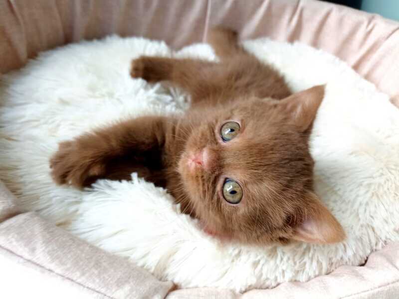 Camelia British Shorthair female, cinnamon