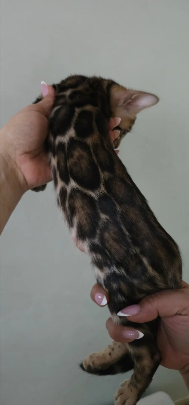 Tomagochi Bengal male black spotted tabby - live animals