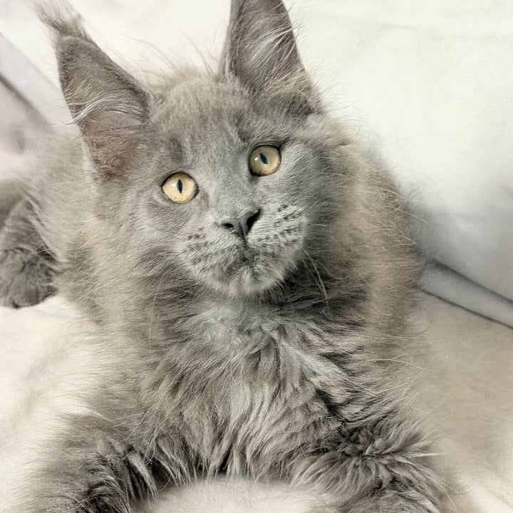 Gatsby Maine Coon male, blue silver