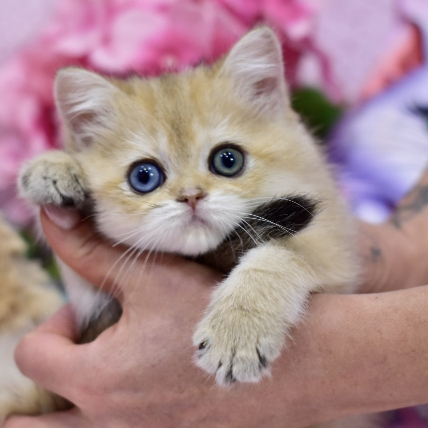 Goldie British Shorthair female, black golden shaded