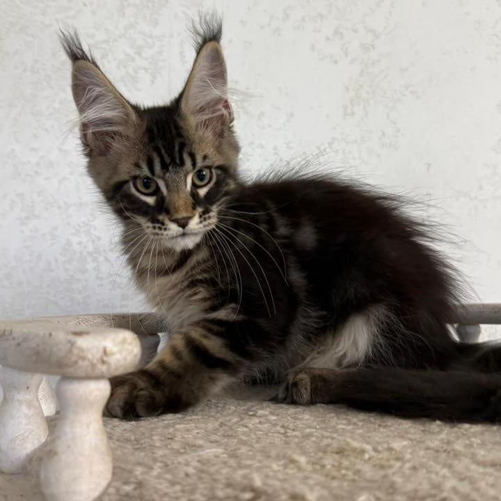 Kazanova Maine Coon male, black tabby