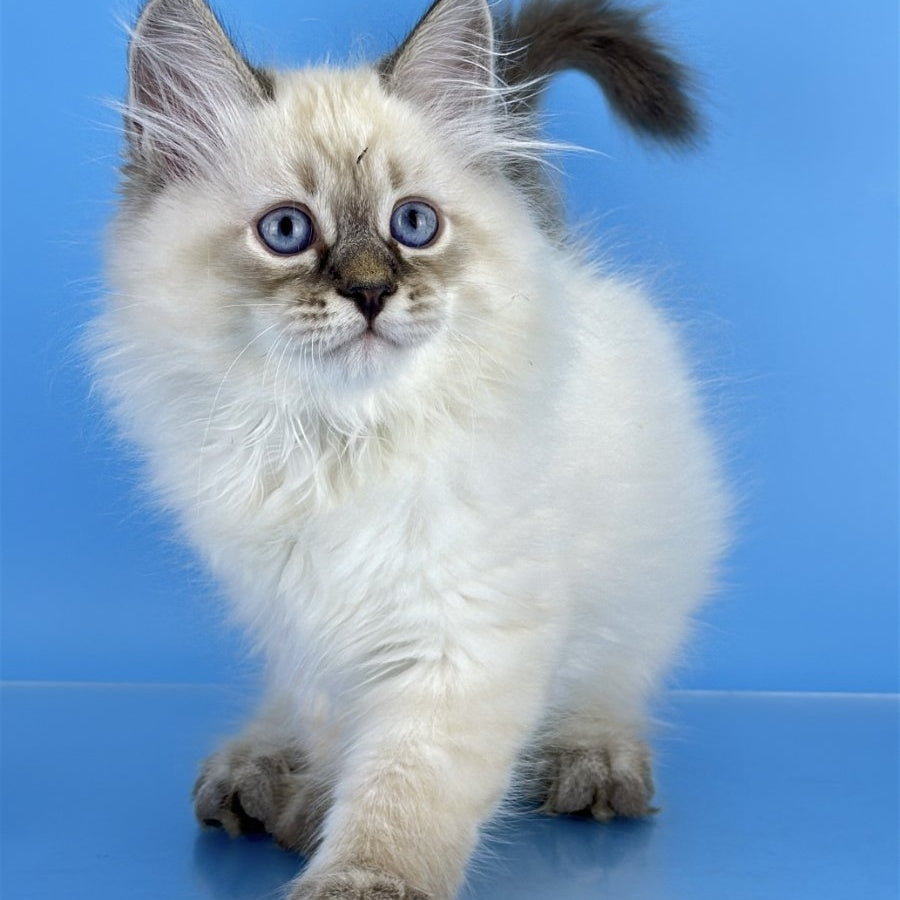 Archer Siberian male, black tabby pointed