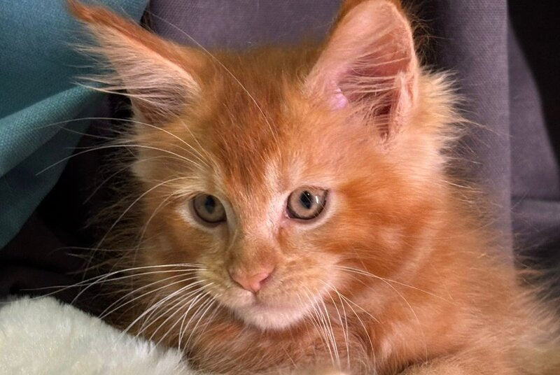 Alvaro Maine Coon male, red ticked tabby