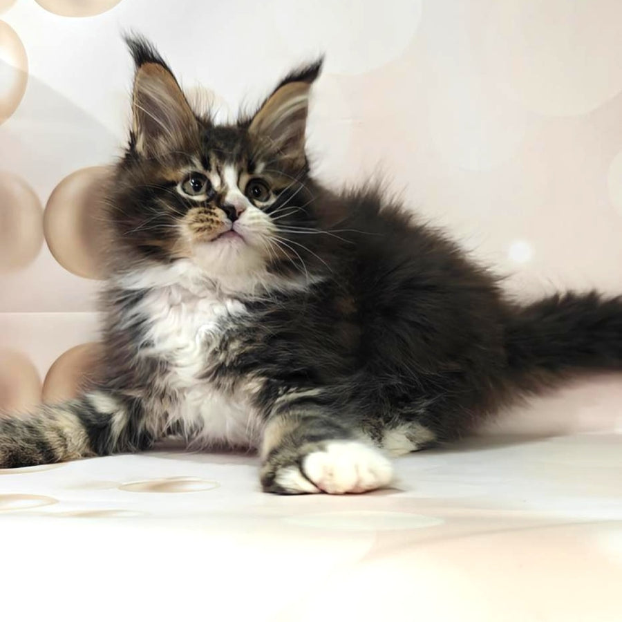 Cosmos Maine Coon polydactyl 6x6x6x6 male, black tabby with white