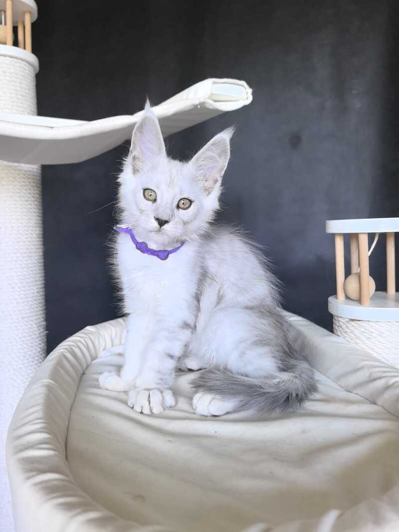 Ustin Maine Coon male, black silver tabby
