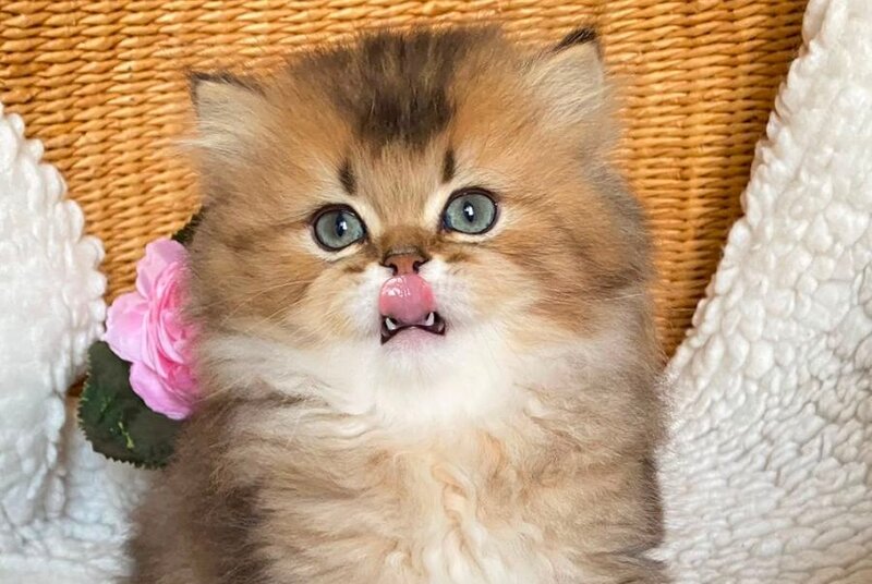 Ulis British Longhair male, black golden ticked tabby