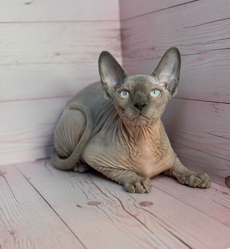 Aslan Canadian Sphynx male, blue pointed