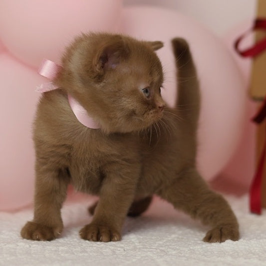 Luna British Shorthair female, cinnamon