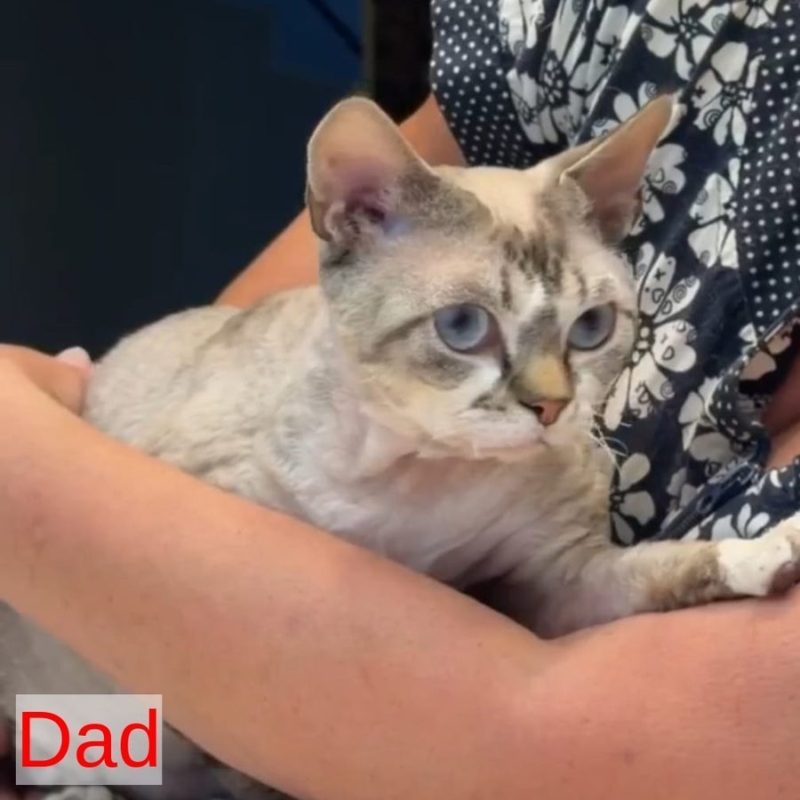 Snow Devon Rex female, white