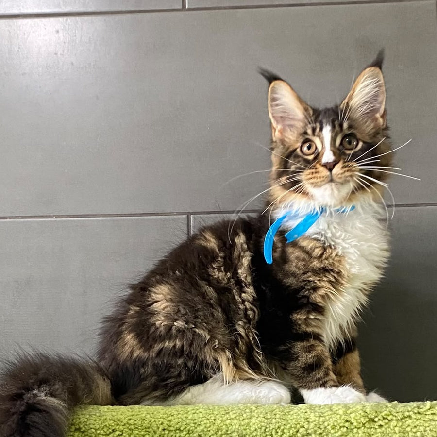 Arbat Maine Coon male, black tabby bicolour