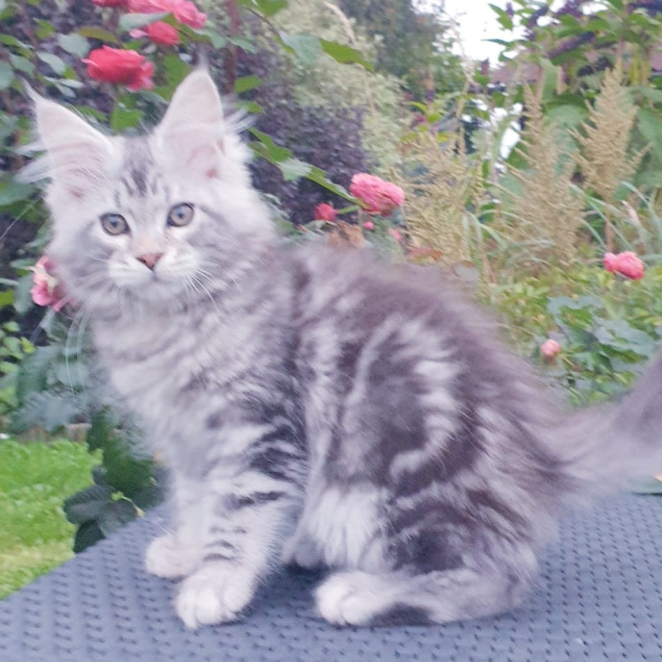 Irbis Maine Coon male, black silver tabby