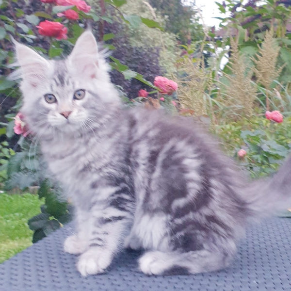 Irbis Maine Coon male, black silver tabby