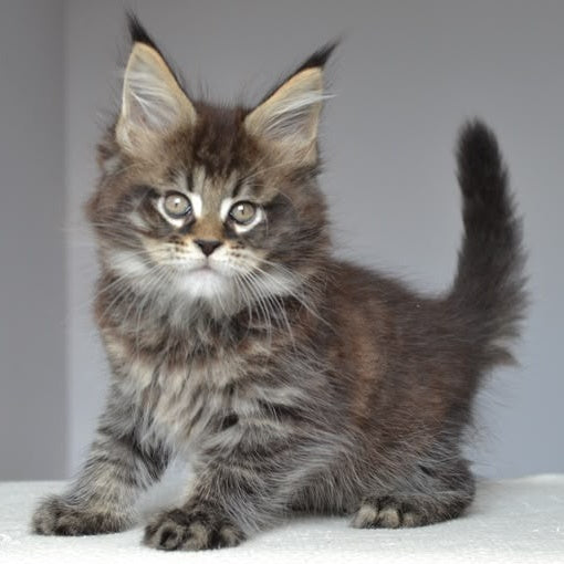 Joyce Maine Coon male, black spotted tabby