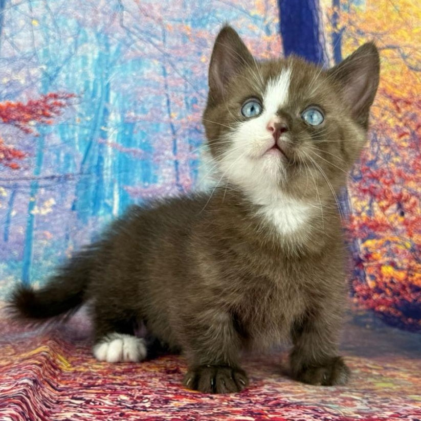 Gary Munchkin male, chocolate bicolour