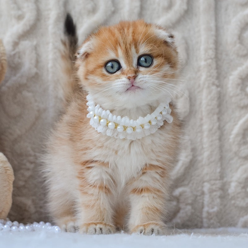 Iris Scottish Fold female, black golden spotted tabby