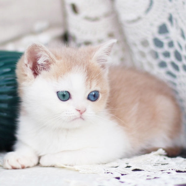 Charlis British Shorthair male, blue golden shaded