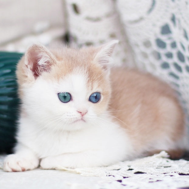 Charlis British Shorthair male, blue golden shaded