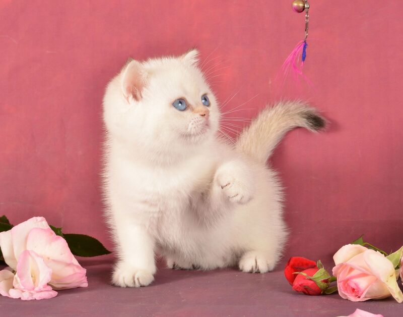 Queen British Shorthair female, chocolate golden shaded pointed