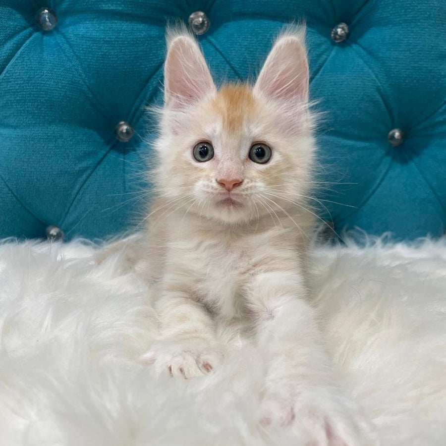 Timofey Maine Coon male, red silver