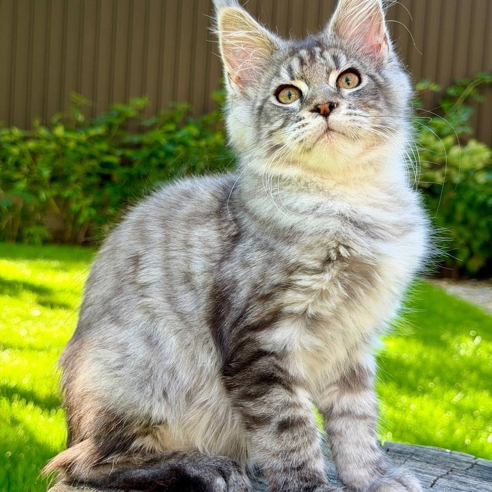 Nika Maine Coon female, black silver spotted tabby