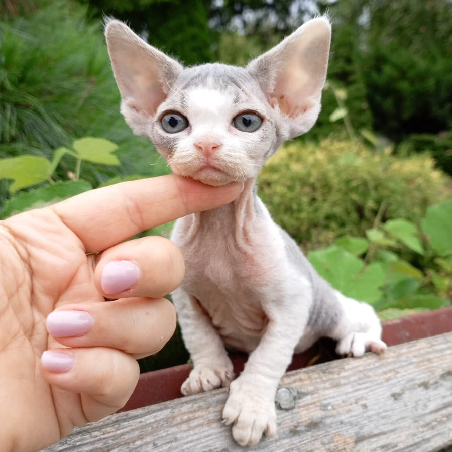 Chloe Devon Rex female, blue bicolour
