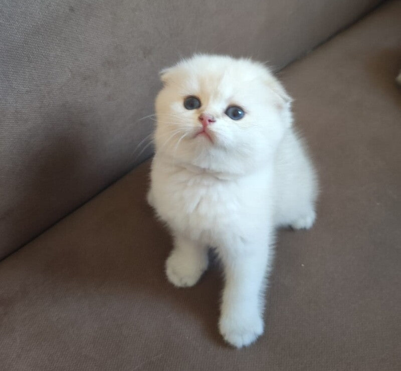 Dave Scottish Fold male, black golden ticked tabby pointed