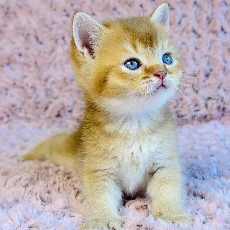 Golden Prince British Shorthair male, cinnamon golden shaded