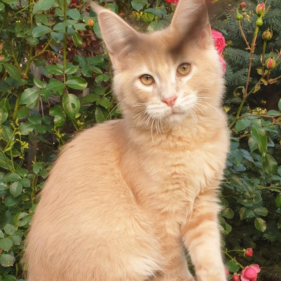 Hamilton Maine Coon male, cream ticked tabby