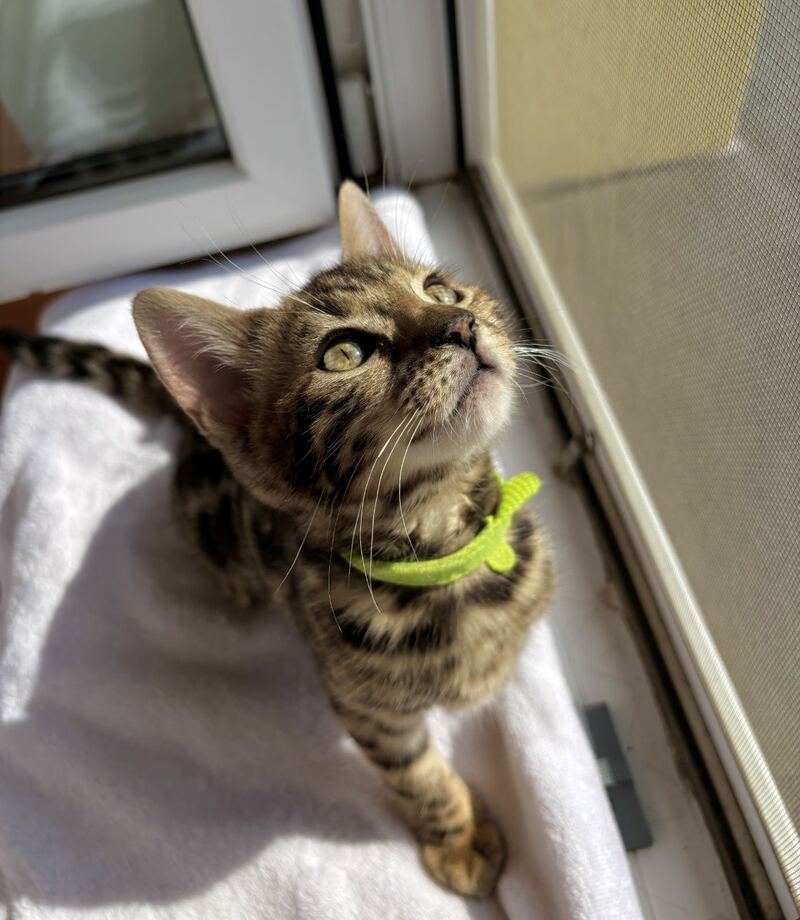 Lola Bengal female black spotted tabby - live animals
