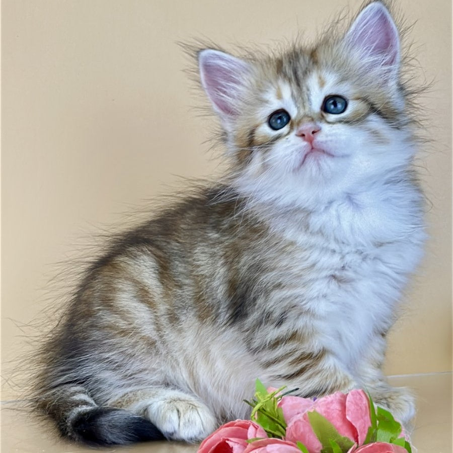 Yuna Siberian female, black golden tabby