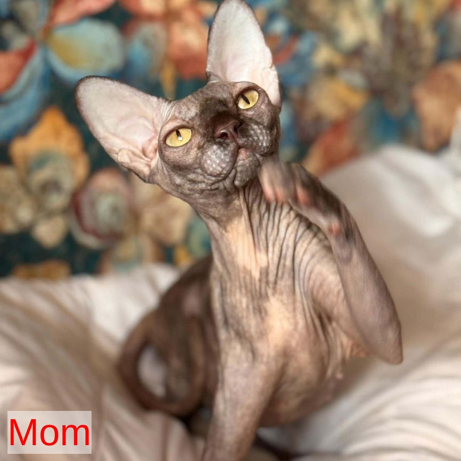 Eliot Canadian Sphynx male, red