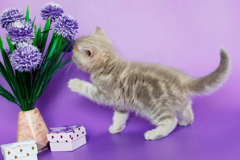 Sapphir British Shorthair male, lilac tabby
