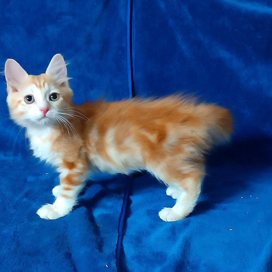 Еlizabet Siberian female, red with white tabby