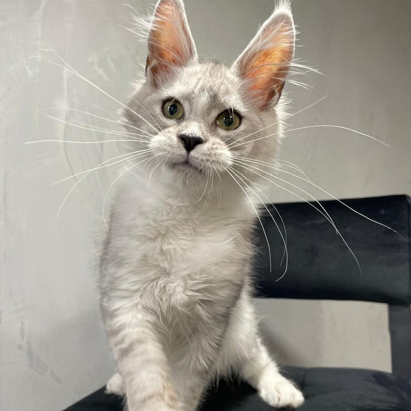 Kira Maine Coon female, black silver bicolour ticked tabby