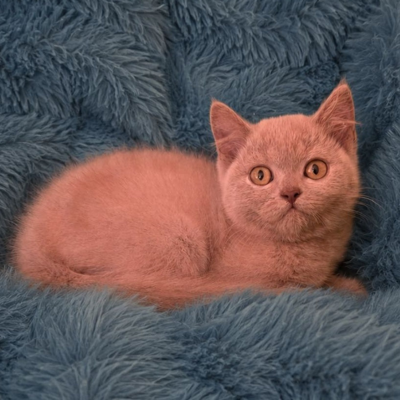 Like British Shorthair male, lilac