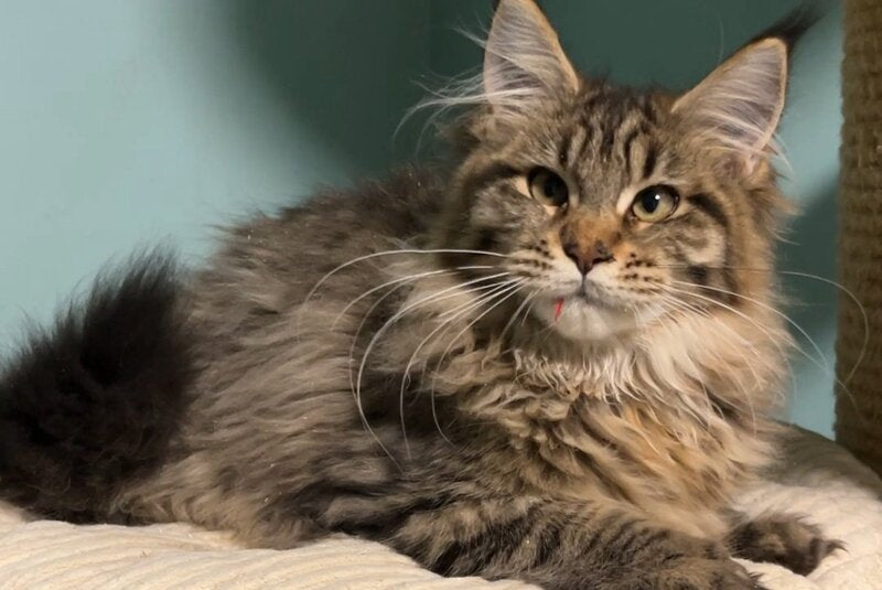 Yolanda Maine Coon female, black spotted tabby