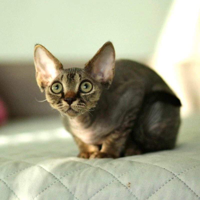 Michael Devon Rex male, black spotted tabby