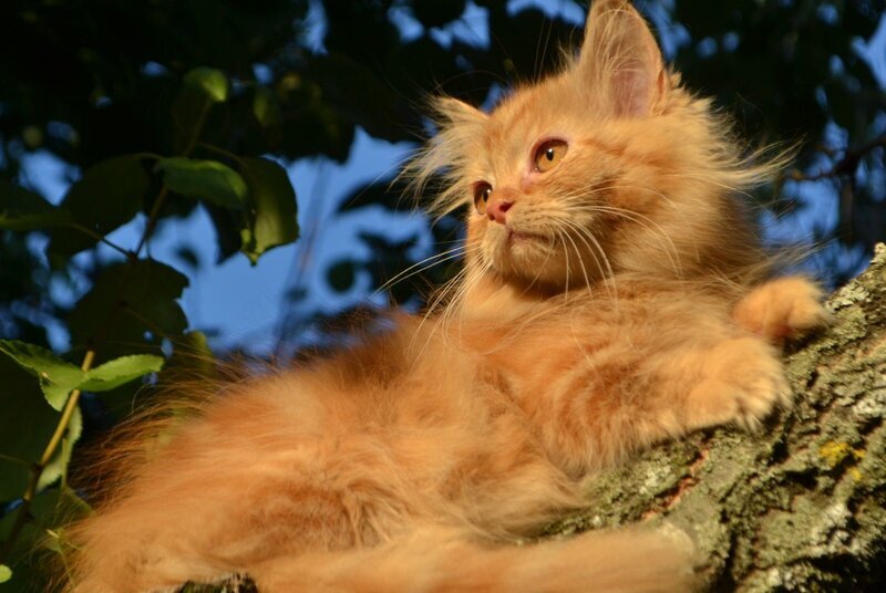 Labubu Maine Coon female, red tabby bicolour