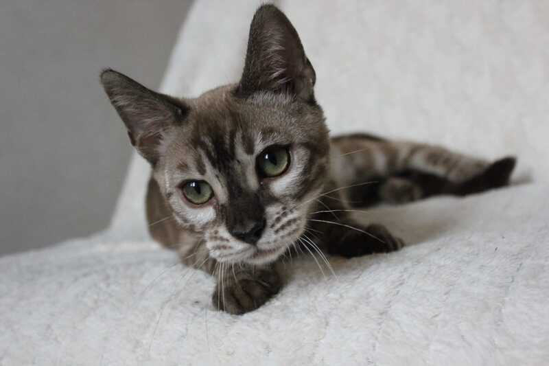 Platon Bengal male, black spotted tabby pointed