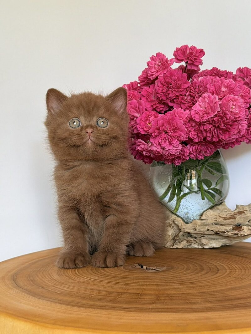 Fudge British Shorthair male, cinnamon