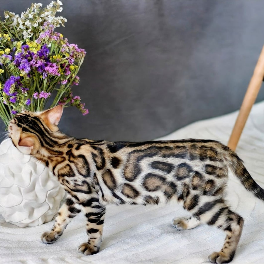 Robby Bengal male, black spotted tabby