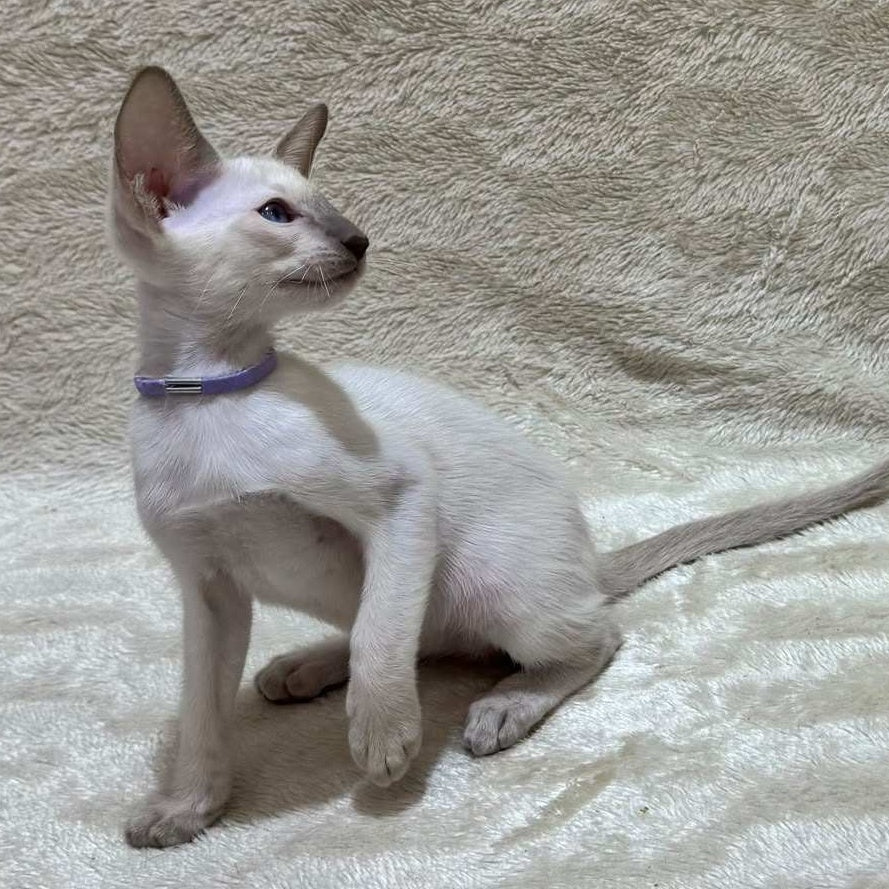 Kairo Siamese male, blue