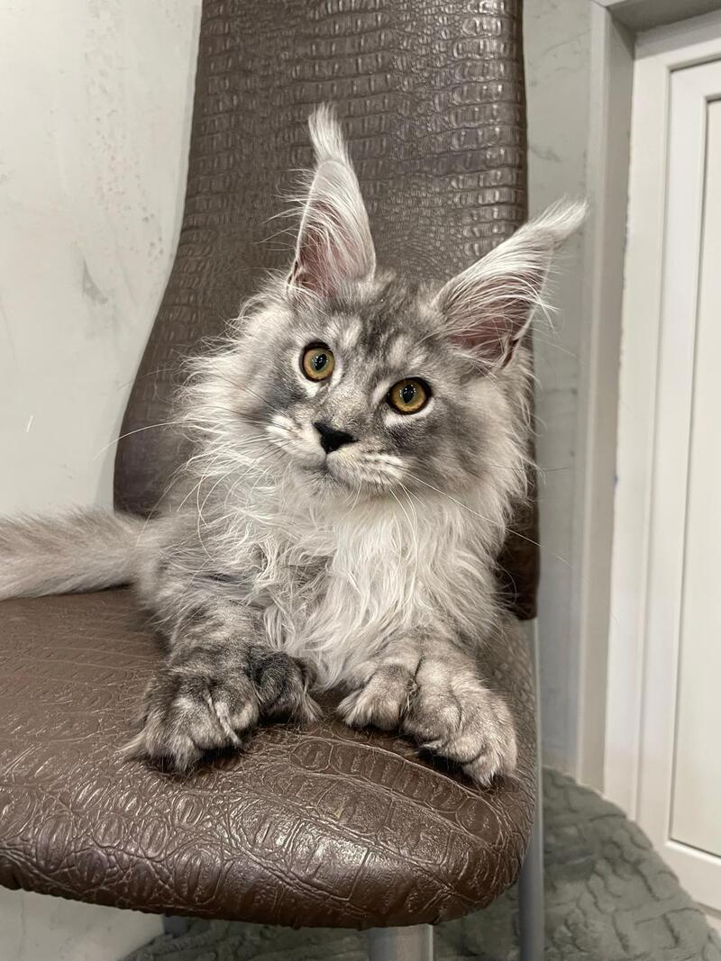 Dankos Maine Coon polydactyl male, black silver ticked tabby