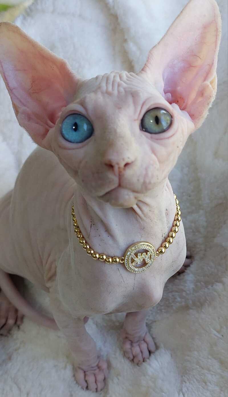 Tina Canadian Sphynx female, white