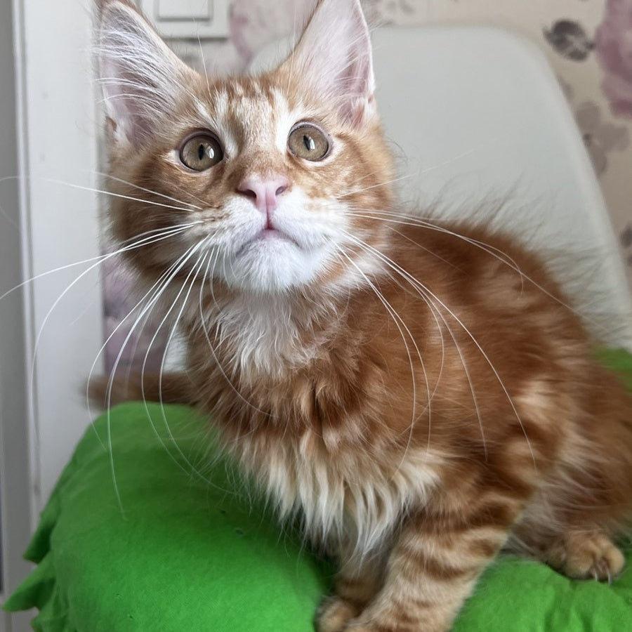 Saimon Maine Coon male, red tabby