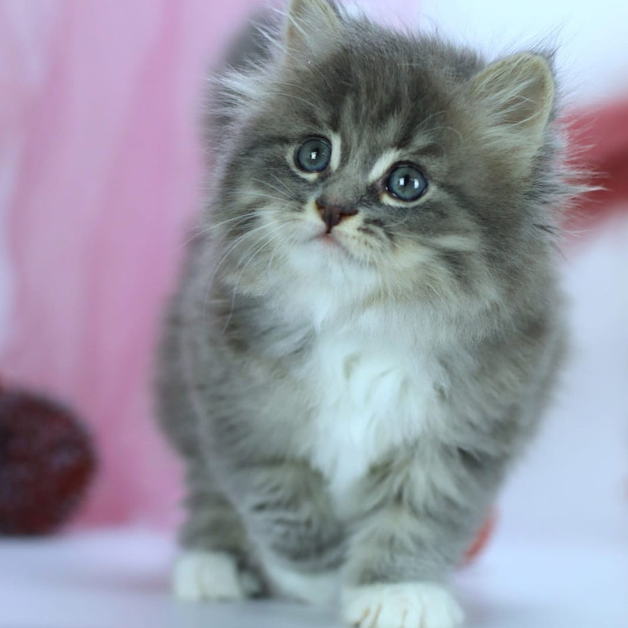 IrtyshIrtysh Siberian male, blue with white spotted tabby
