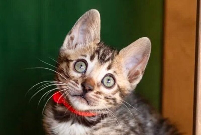 Chanel Bengal female black spotted tabby - live animals