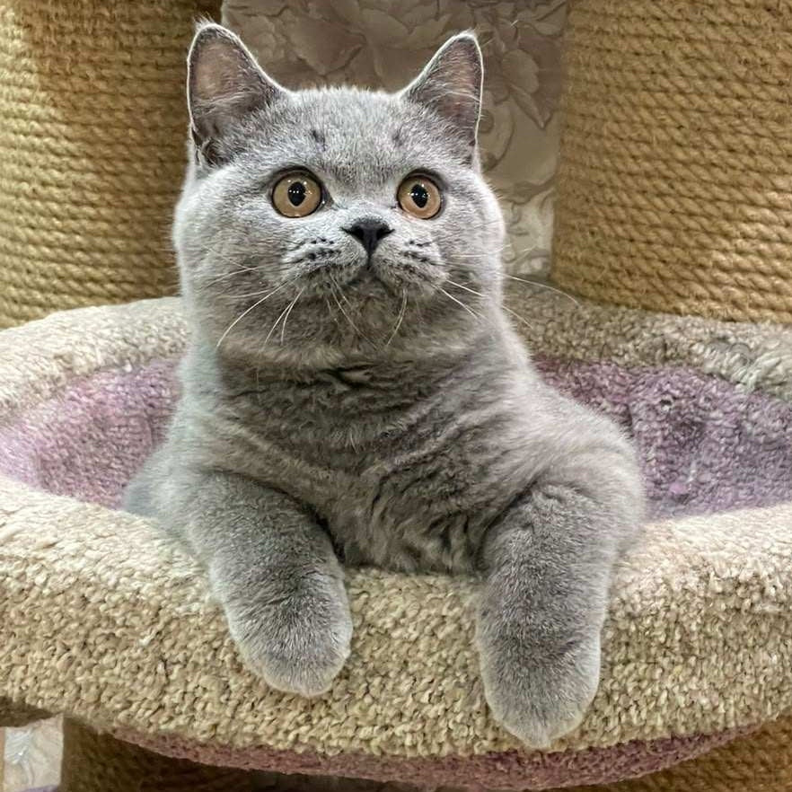 Bismark British Shorthair male, blue