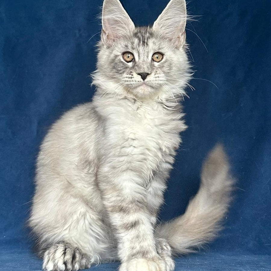 Liya Maine Coon polydactyl 6x6x6x6 female, black tortie silver ticked tabby