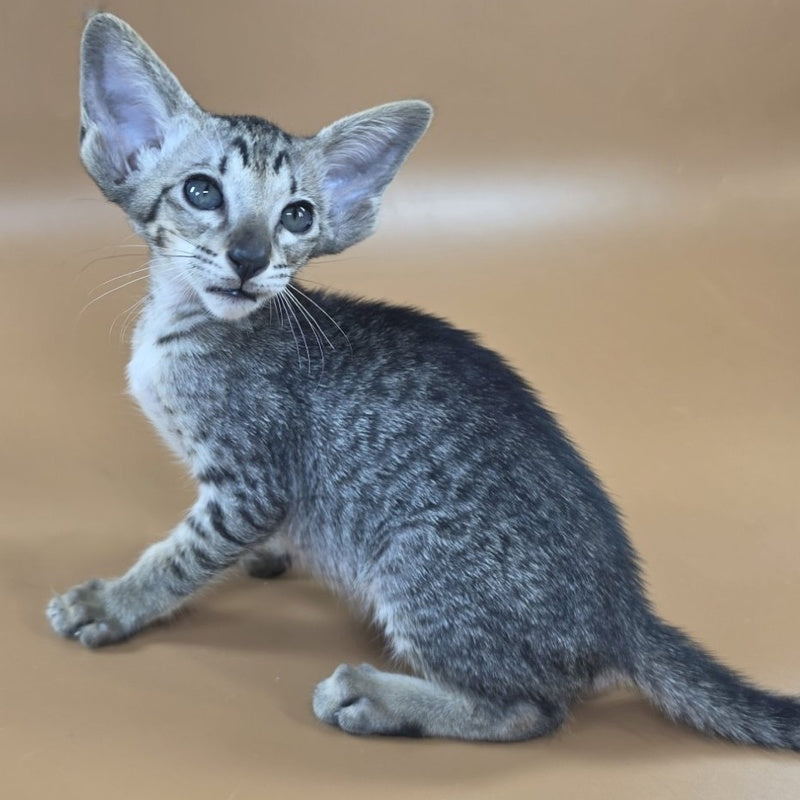 Yara Oriental Shorthair female, black spotted tabby